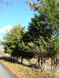 cedar trees
